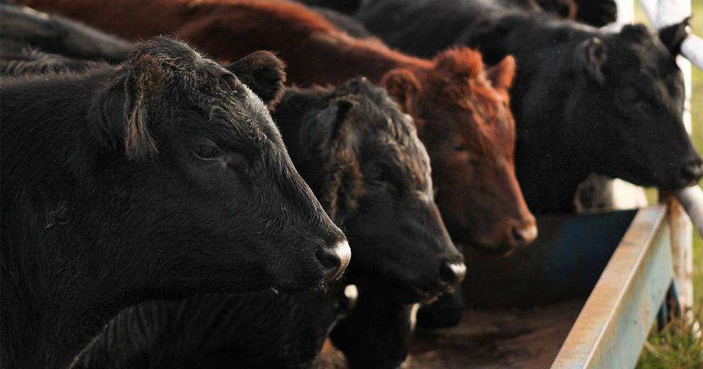 Cows eating hay from a trough